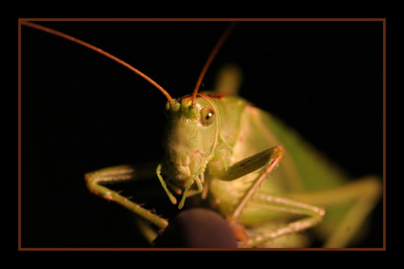 Grasshoper