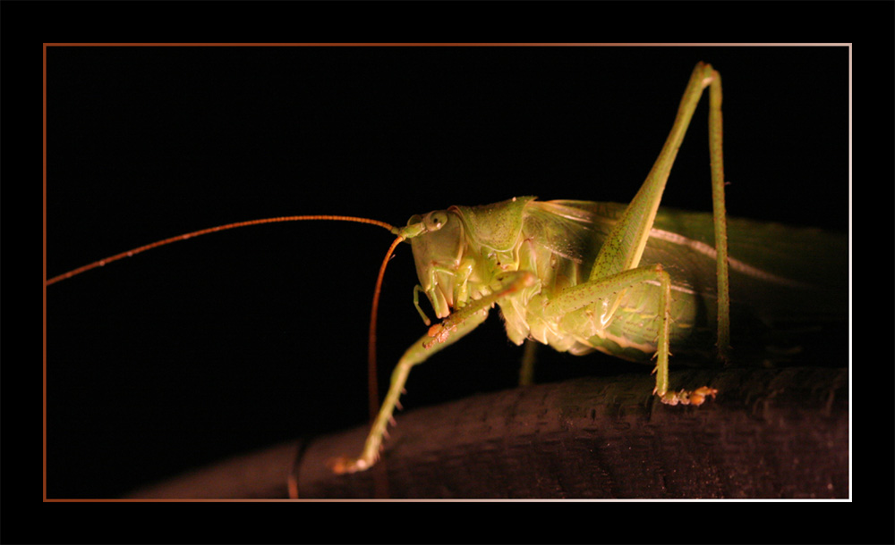 Grasshoper_2