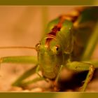 Grasshoper_3