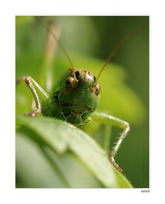 Grasshopersanschauung