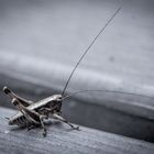 Grasshopper