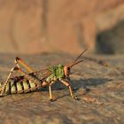 grasshopper 