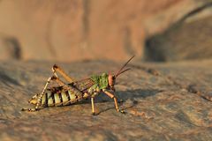 grasshopper 