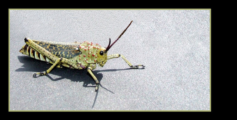 Grasshopper