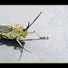 Grasshopper