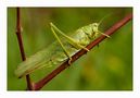 Grasshopper von peku 