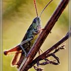 Grasshopper