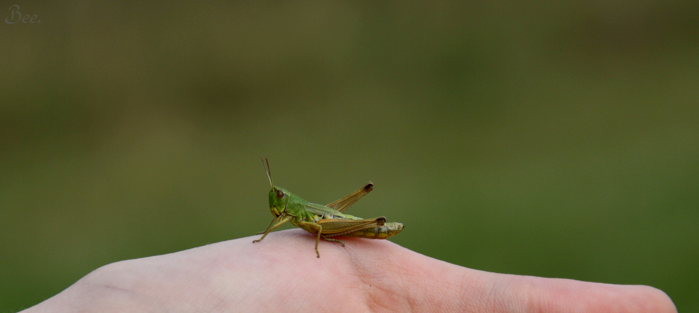 Grasshopper.