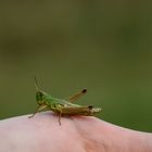 Grasshopper.