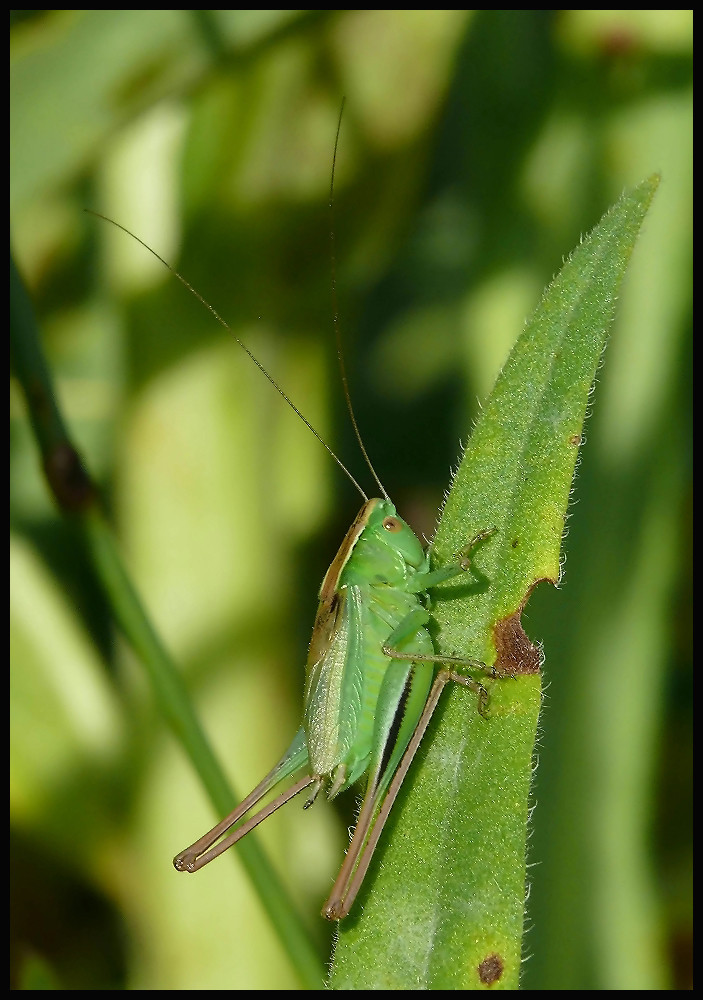 Grasshopper