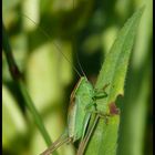 Grasshopper