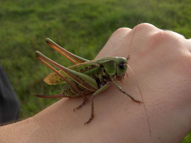 Grasshopper