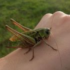 Grasshopper