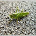 Grasshopper