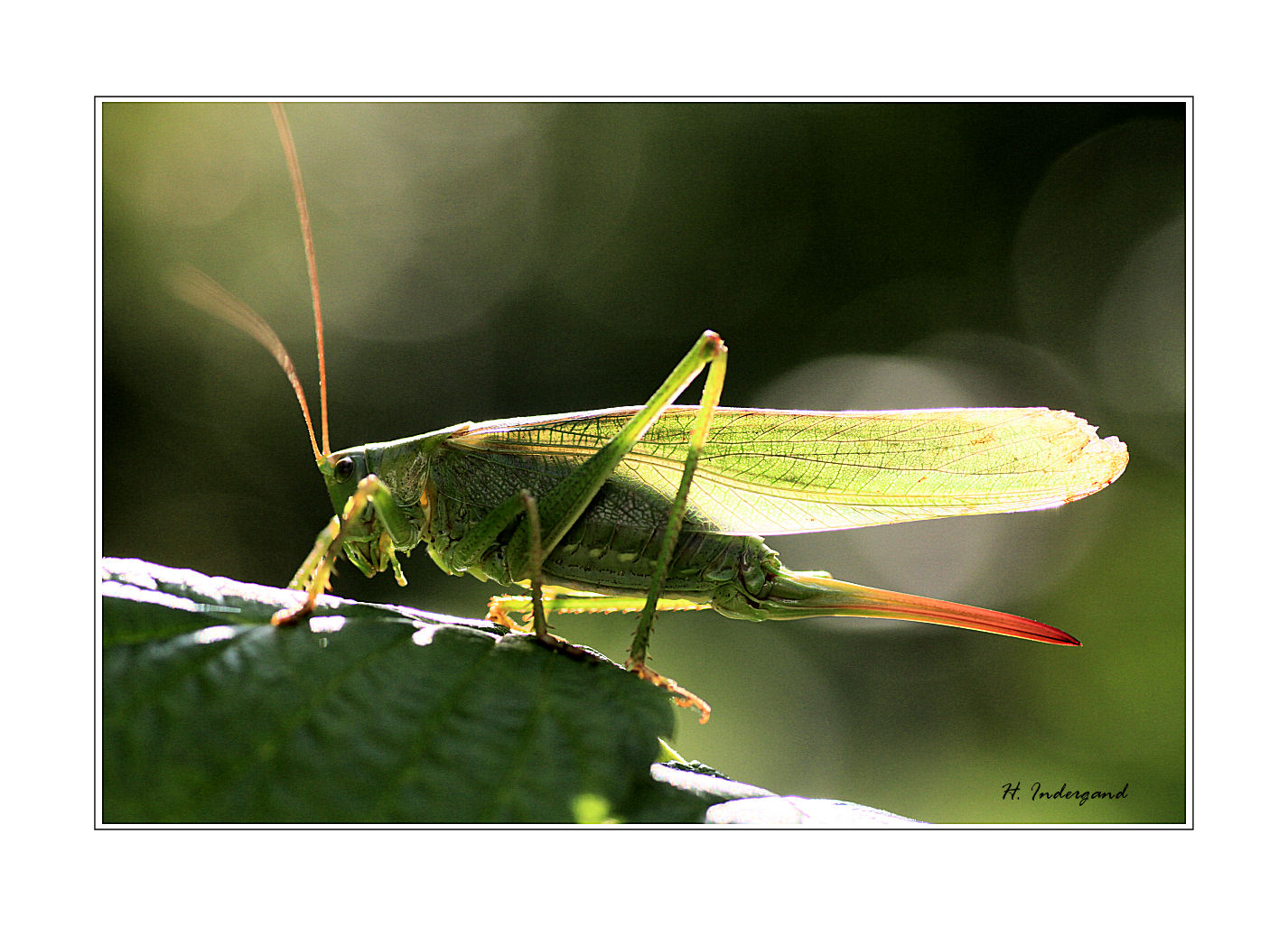 grasshopper