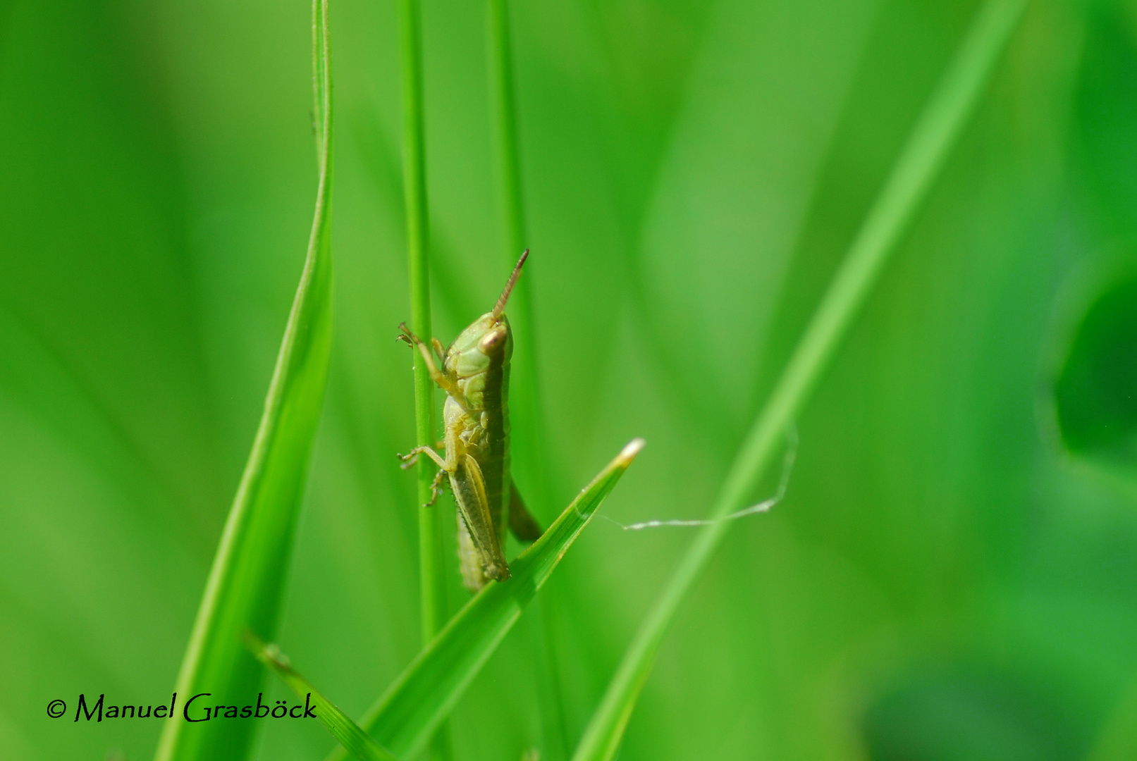 grasshopper