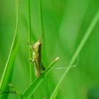 grasshopper