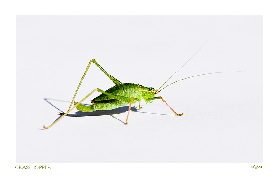 Grasshopper