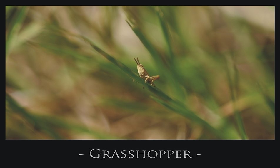 - Grasshopper -