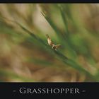 - Grasshopper -