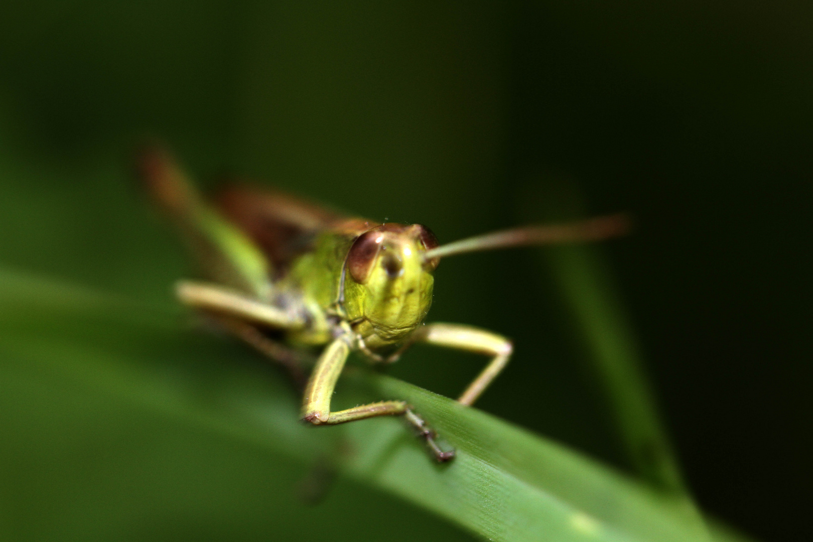 Grasshopper