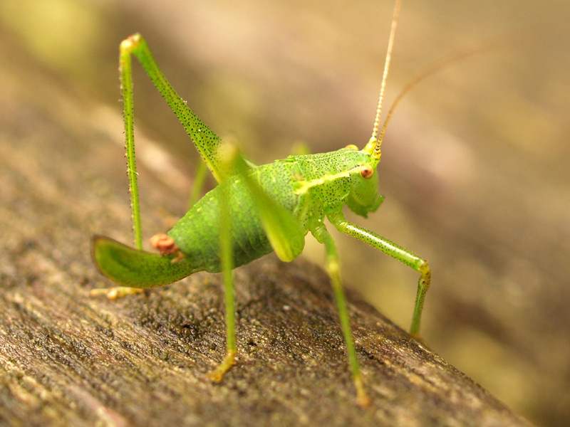 Grasshopper