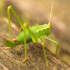 Grasshopper