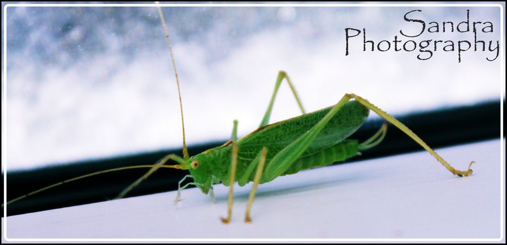 Grasshopper =)