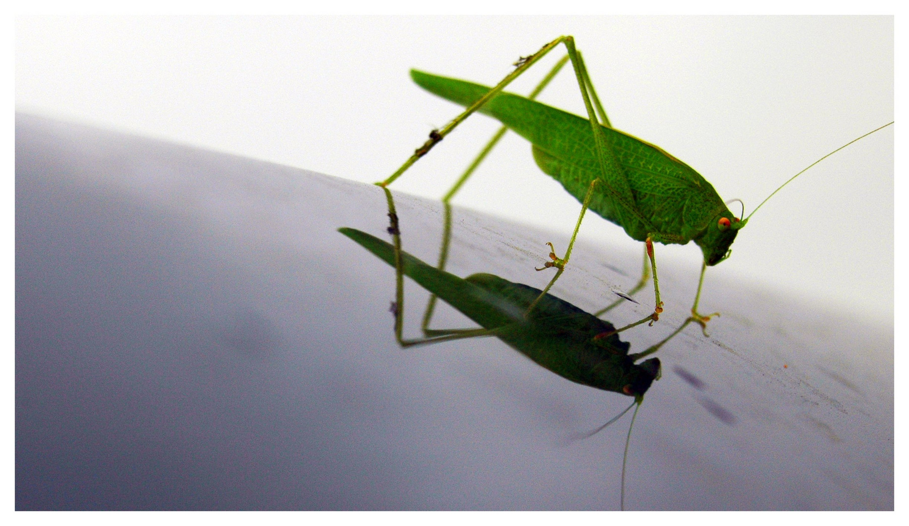 Grasshopper