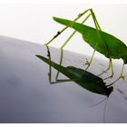 Grasshopper