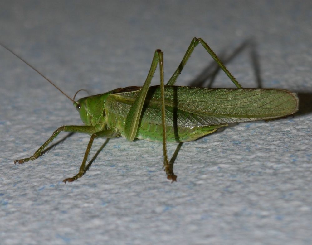 Foto & Bild tiere, wildlife, insekten Bilder auf