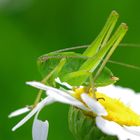 Grasshopper