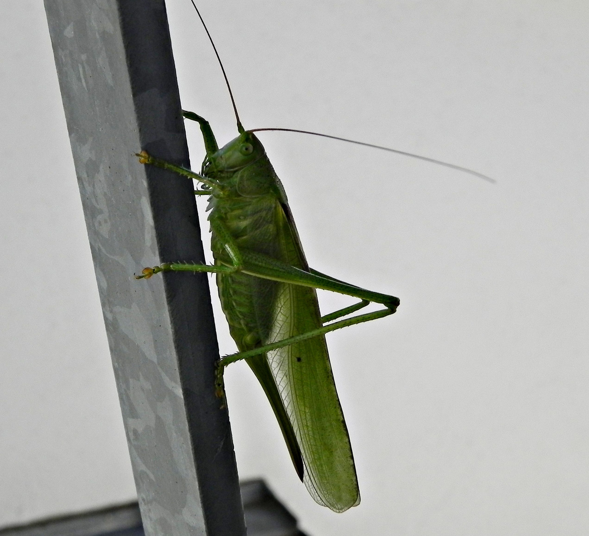 Grasshopper