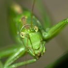 Grasshopper