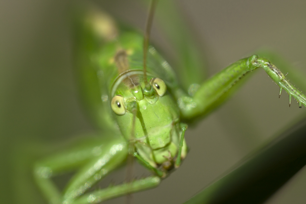 Grasshopper