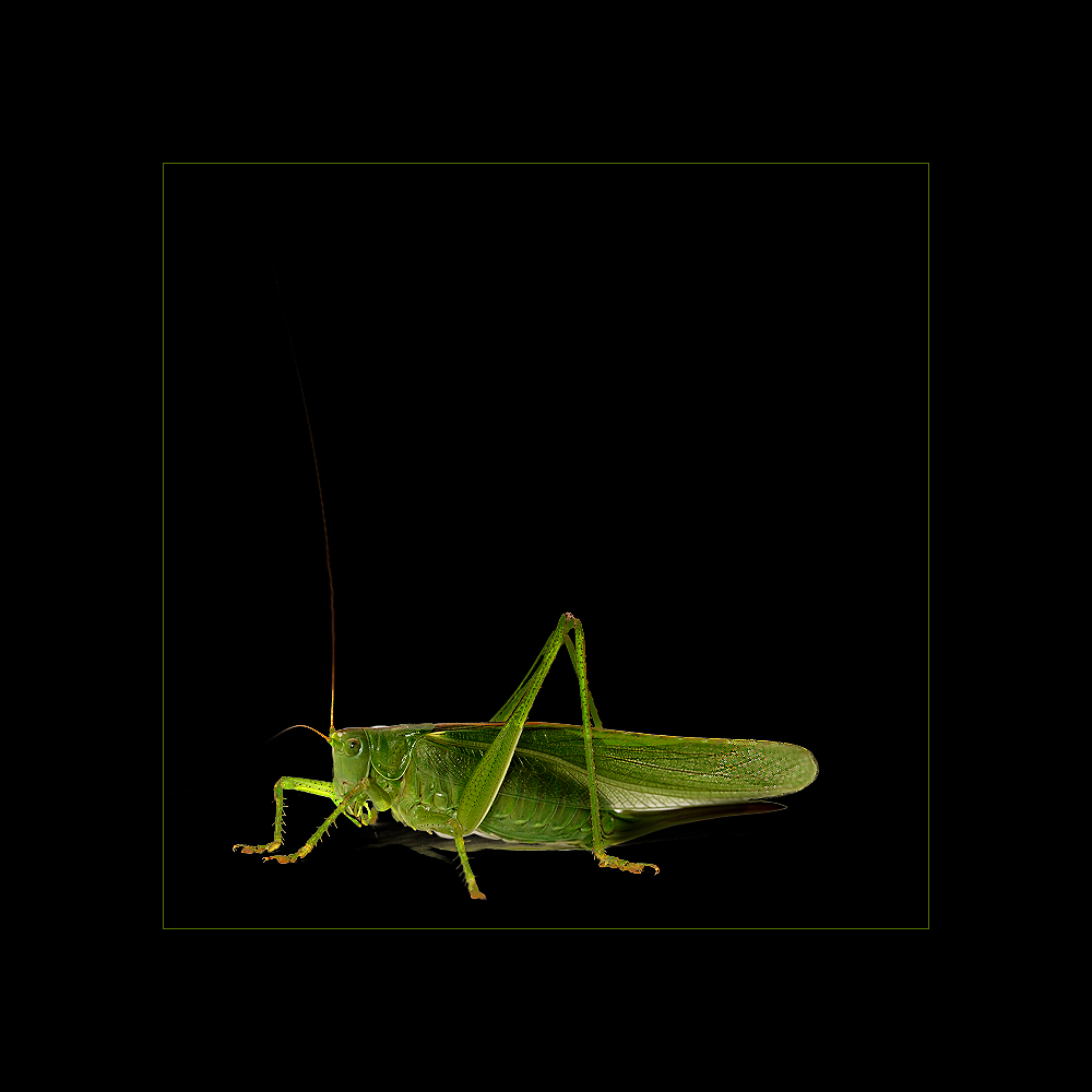 Grasshopper