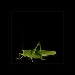 Grasshopper