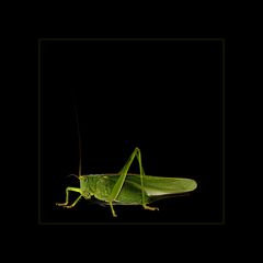 Grasshopper