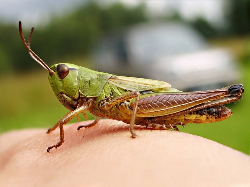 GrassHopper.