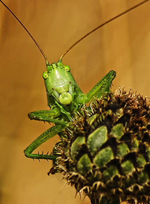 Grasshopper