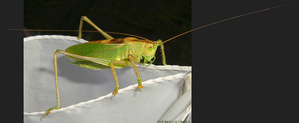 GrassHopper