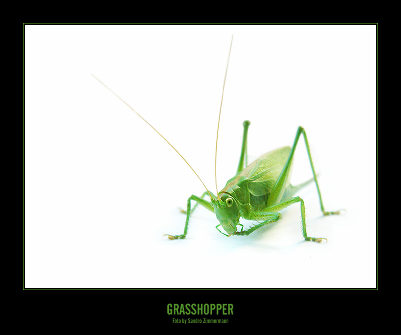 GRASSHOPPER