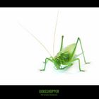 GRASSHOPPER