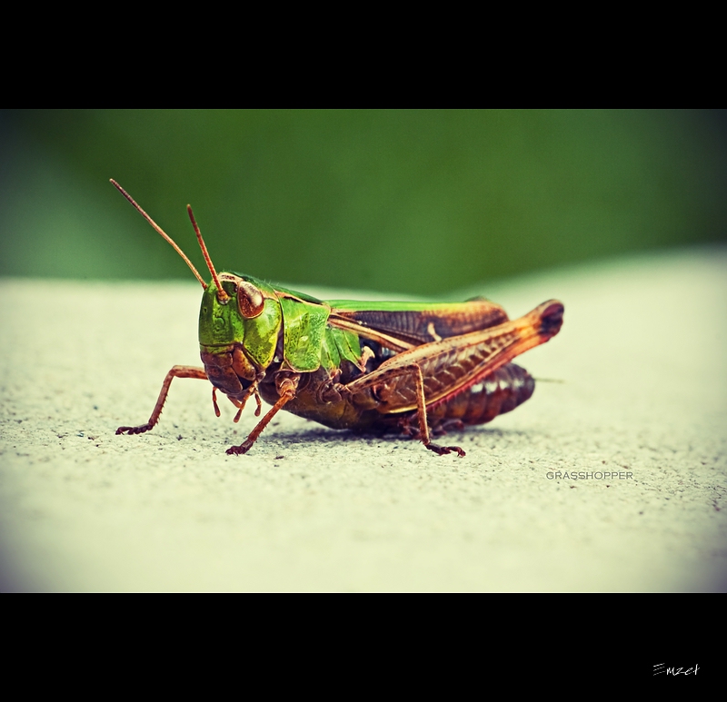 Grasshopper