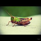 Grasshopper