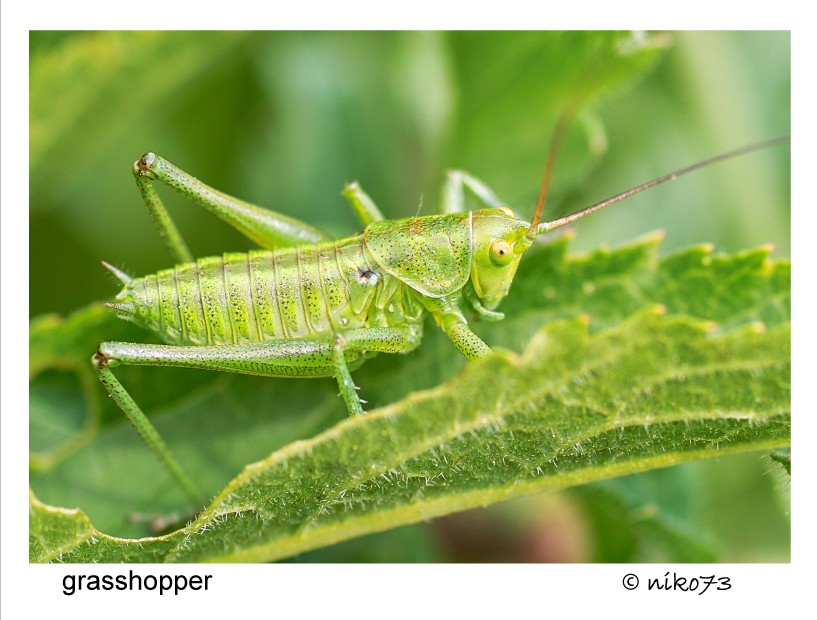 grasshopper