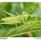 grasshopper