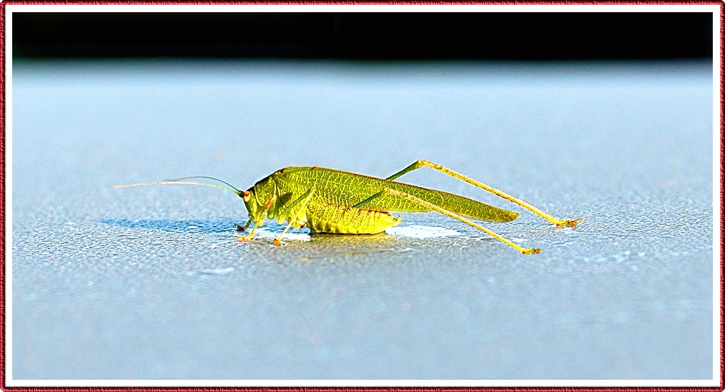 grasshopper