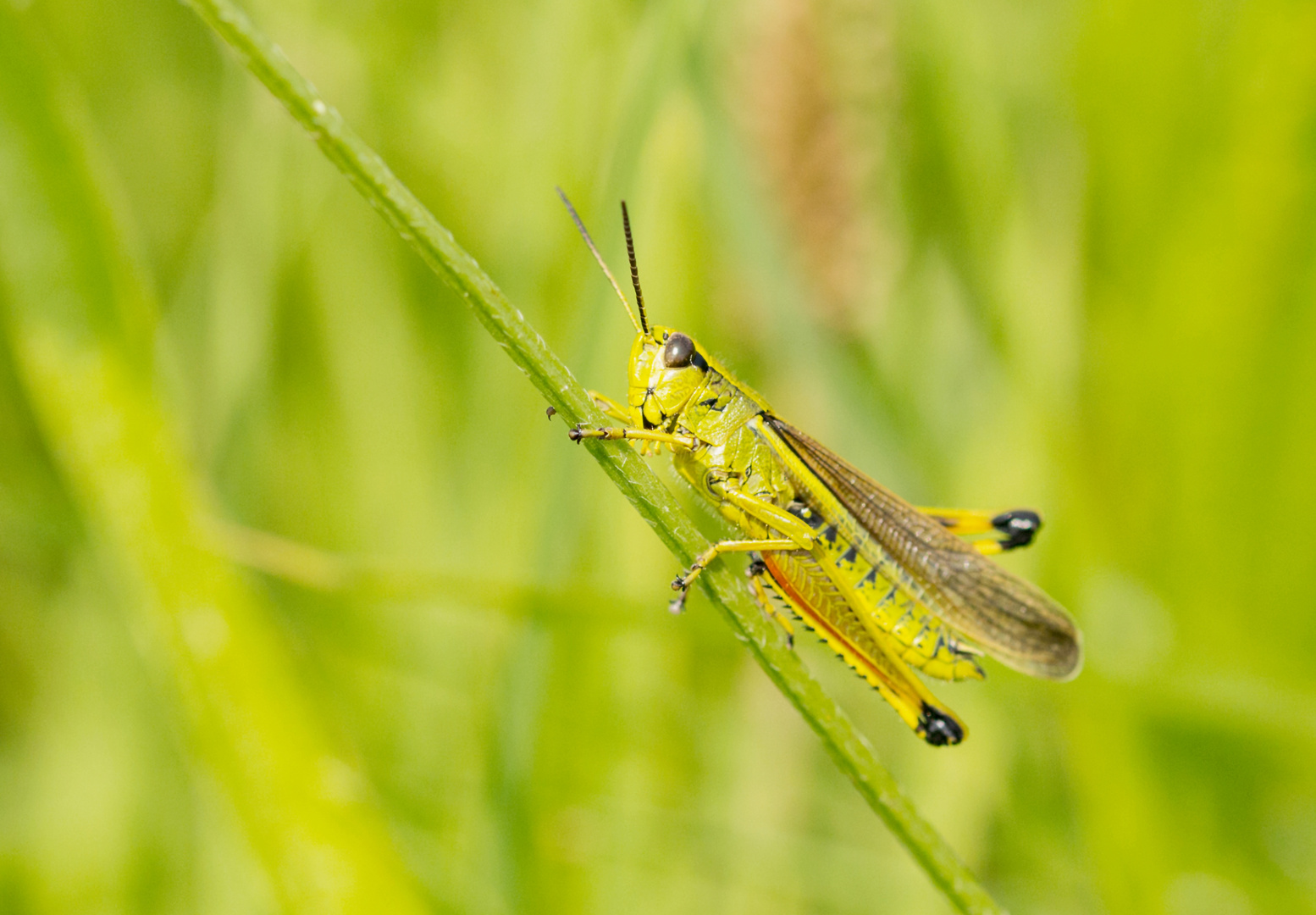 Grasshopper 