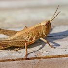~ Grasshopper ~